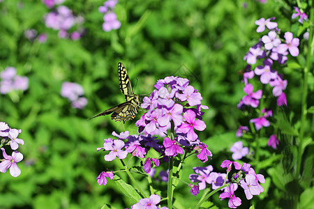 黄蝴蝶在夏季山丘草原上飞翔季节草地蝴蝶绿色飞行昆虫荒野植物紫色动物图片