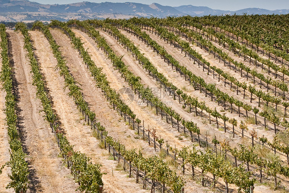 加利福尼亚葡萄园水果葡萄园植物群黑色曲线爬坡赌注植物藤蔓图片