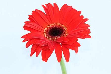在白色背景中孤立的红菊花情调红色格柏异国花瓣雏菊图片