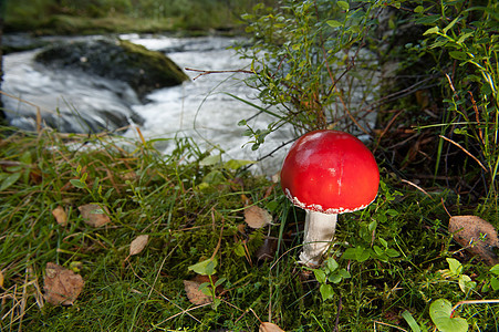 红蘑菇植物蘑菇荒野季节性生长红色森林危险绿色季节图片