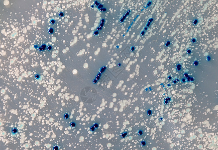 病毒和细菌细胞在生长蓝色科学公共卫生化学卫生微生物实验保健传染性生物图片