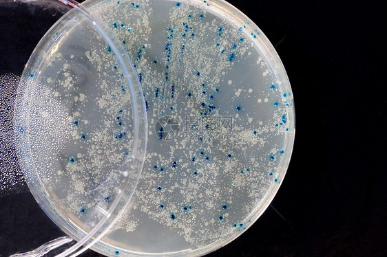 病毒和细菌细胞在生长微生物微生物学传染性实验室技术样本公共卫生科学蓝色盘子图片