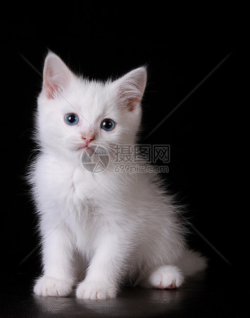 蓝眼白猫动物猫科动物头发晶须小猫宠物眼睛白色哺乳动物鼻子图片