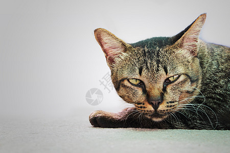 寻找哺乳动物动物虎斑猫科宠物猫咪小猫眼睛毛皮背景图片