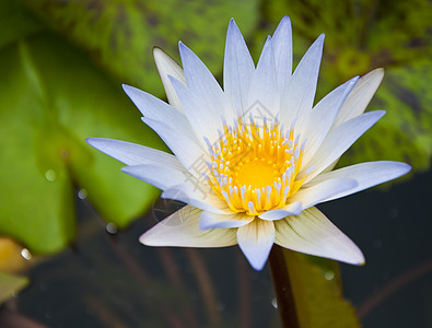 白莲绿色植物池塘百合白色背景图片