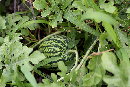 在花园里种植西瓜 地上铺在地上树叶农场乡村条纹场地水果食物浆果叶子植物图片