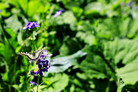黄蝴蝶在夏季山丘草原上飞翔森林动物飞行荒野蝴蝶昆虫植物草地紫色绿色图片