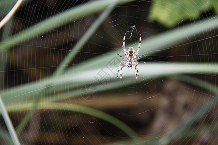 蜘蛛野生动物自然动物网络旋转捕食者宏观昆虫图片