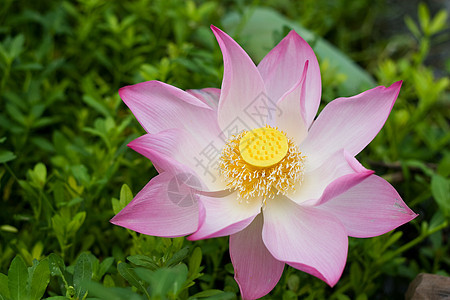 水百合荒野公园环境紫色季节花朵卡片植物植物学花瓣图片