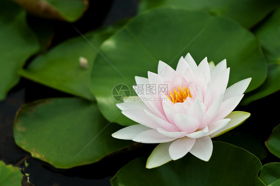 水百合异国植物学树叶紫色季节环境公园池塘冥想荷花图片