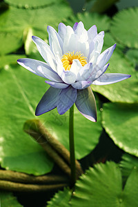 水百合花瓣反射池塘情调冥想植物紫色树叶公园卡片图片