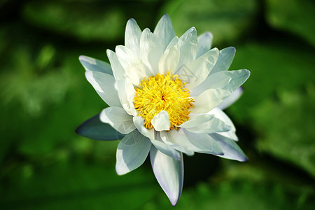 水百合植物学花园紫色情调荒野反射环境异国植物荷花图片