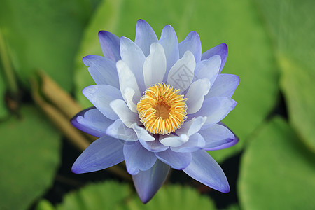 水百合异国反射环境季节花朵情调植物学池塘花园植物图片