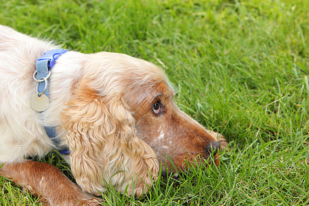 英国可卡犬爪子犬类英语宠物耳朵男性图片