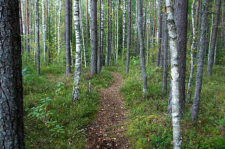 森林路径生长叶子乡村多叶场地农村国家绿色课程环境图片