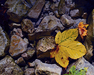 秋树叶卵石场景墙纸旅行岩石环境叶子橙子石头治疗背景图片