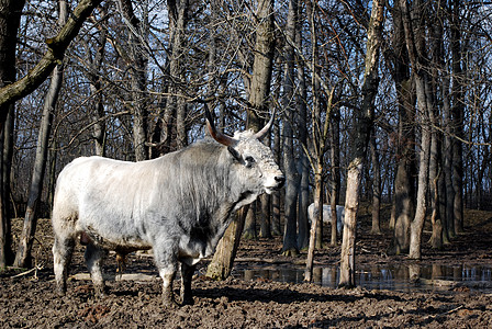 自然场景与强烈的白公牛图片