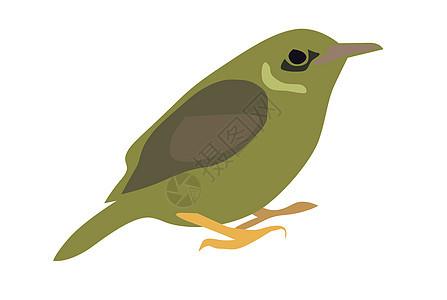 橄榄背太阳鸟动物插图热带绘画橄榄背羽毛友谊图片
