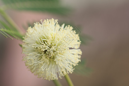 花开花落花瓣花头植物白色叶子绿色图片