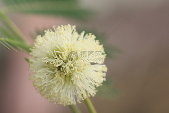 花开花落花瓣花头植物白色叶子绿色图片