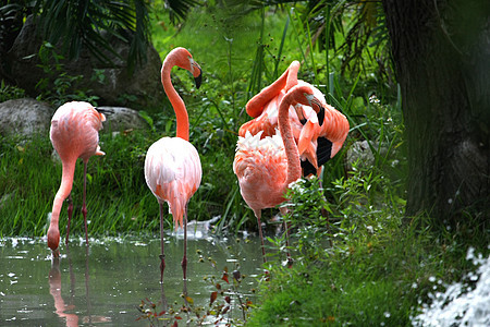 美洲 Flammingo红色粉色翅膀动物情调眼睛野生动物异国热带羽毛图片