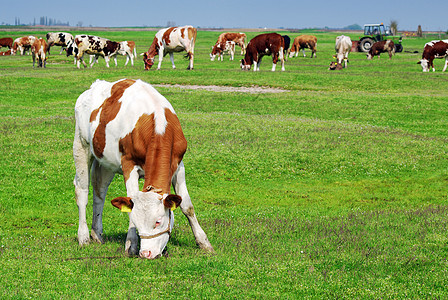 牧草中的牛牧草图片