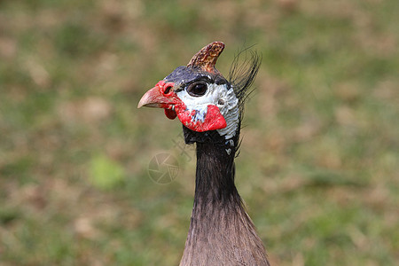 几内亚禽小鸡脊椎动物家禽红色羽毛斑点白色鸟类母鸡黑色图片