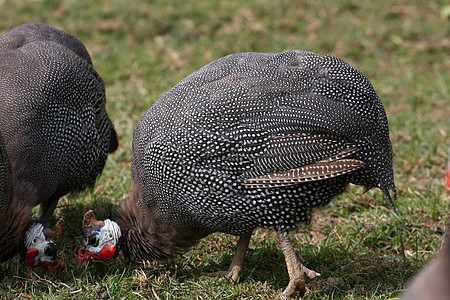 几内亚禽荒野黑色斑点野生动物母鸡红色鸟类白色脊椎动物家禽图片