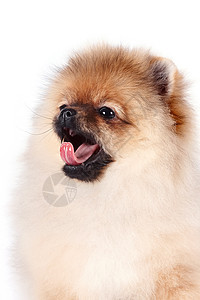 一条小狗的肖像犬类友谊忠诚白色毛皮哺乳动物脊椎动物好奇心棕色爪子图片