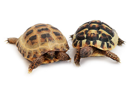 俄罗斯乌龟和赫尔曼的乌龟 白色图片