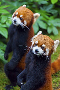 小红熊猫 濒危物种图片