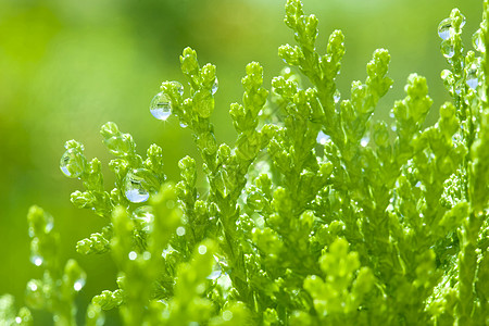 翠绿的植物上 降下雨水图片