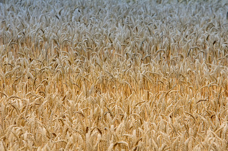 小麦田农场农业乡村植物谷物小麦粮食玉米农田背景图片
