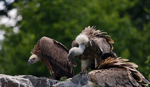 秃鹰荒野捕食者猎物动物鸟类翅膀羽毛清道夫飞行野生动物图片