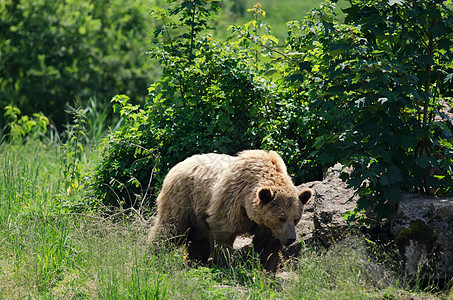 灰熊捕食者危险食肉棕色野生动物动物哺乳动物毛皮荒野图片