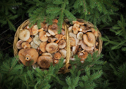 篮子里的蘑菇橙子森林草本植物爱好收获蔬菜季节生长柳条团体图片
