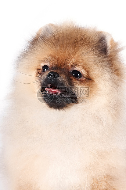 一条小狗的肖像白色哺乳动物爪子头发毛皮棕色犬类忠诚脊椎动物友谊图片