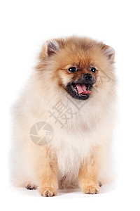 斯皮茨狗的小狗头发乐趣犬类哺乳动物爪子友谊忠诚白色动物棕色图片