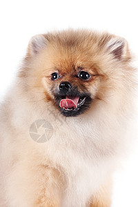 一条小狗的肖像棕色乐趣哺乳动物爪子好奇心动物脊椎动物头发白色忠诚图片