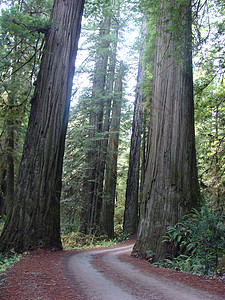 红木森林2红木森林高清图片