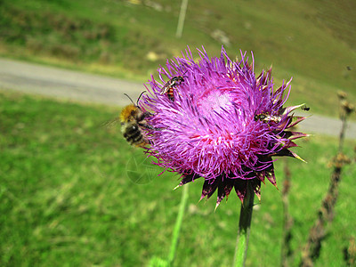 小蜜蜂降落在上紫色季节动物熊蜂昆虫荒野翅膀植物绿色植物群图片