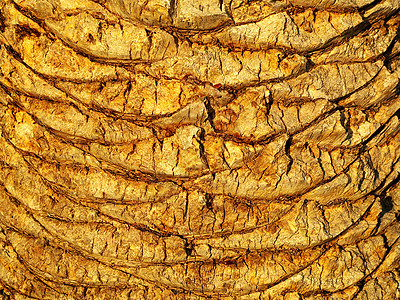 棕榈树树树树干背景植物马赛克沙漠干旱宏观棕榈风化花园材料锥体图片