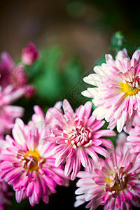 粉红花花植物花束草地荒野叶子植物群季节花瓣紫色花园图片