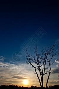 死树木头农村蓝色环境孤独通讯场地黑色阴影邮政图片