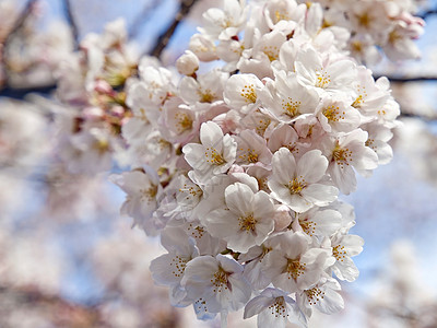 日本樱花开花庆典植物场景微风植物群蓝天花园晴天太阳木头图片