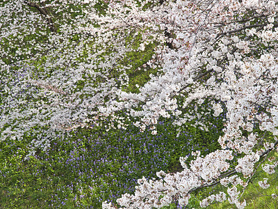 日本樱花开花木头季节场景森林庭园花瓣蓝天园艺植物群传统图片