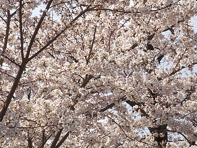 日本樱花开花季节微风蓝天花园木头植物群太阳园艺花瓣美丽图片