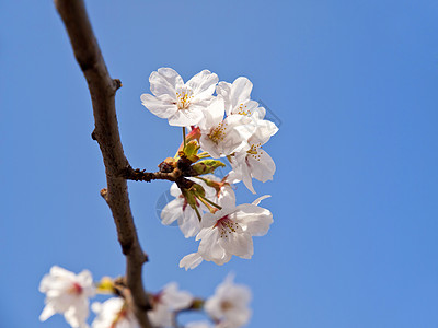 日本樱花开花庭园公园花瓣植物群木头微风美丽园艺晴天传统图片