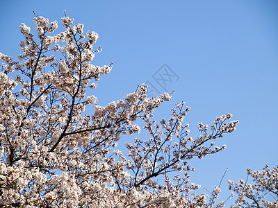 日本樱花开花叶子植物群园艺天空传统太阳森林蓝天花园场景图片