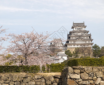 樱花盛季的喜木吉城堡将军文化城堡保护传统武士皇帝蓝色起重机遗产图片